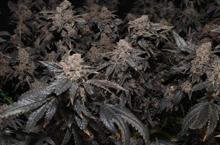 Menthol Runtz. Week 22