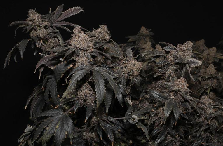 Menthol Runtz. Week 22