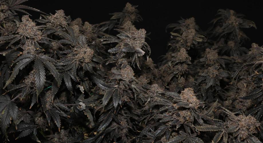 Menthol Runtz. Week 22