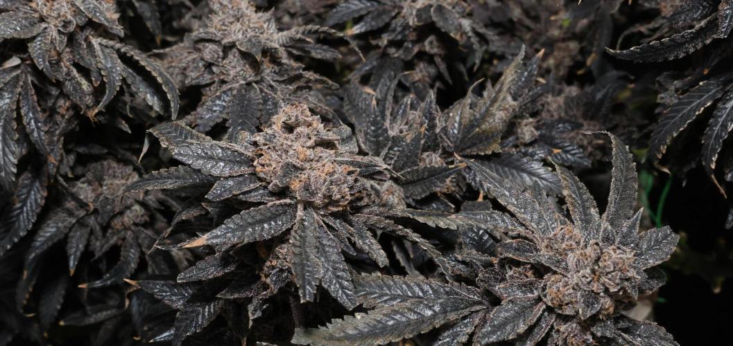 Menthol Runtz. Week 22