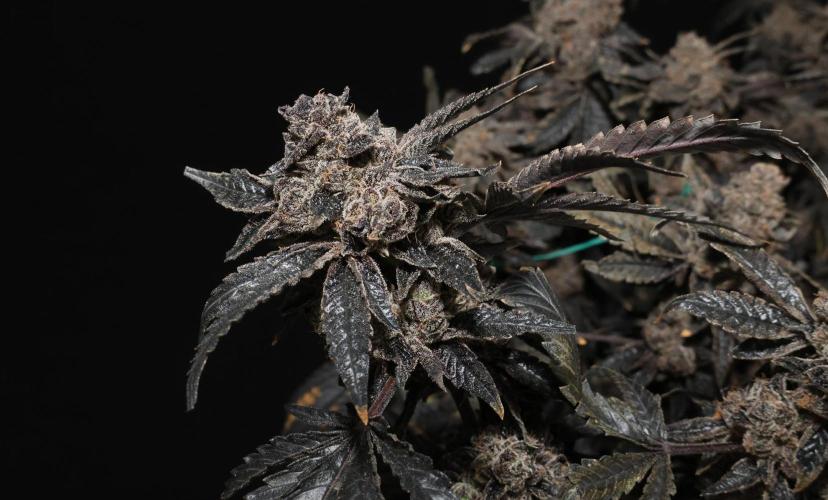 Menthol Runtz. Week 22