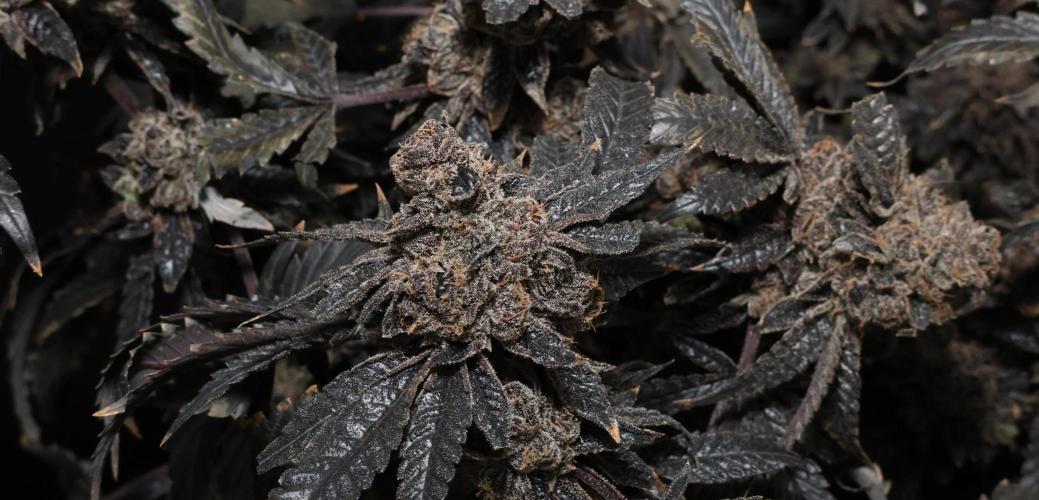 Menthol Runtz. Week 22