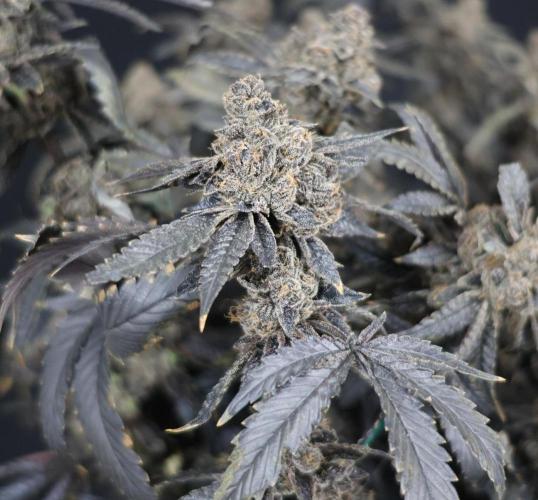 Menthol Runtz. Week 22