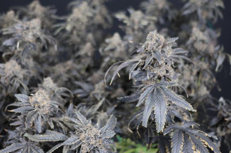 Menthol Runtz. Week 22