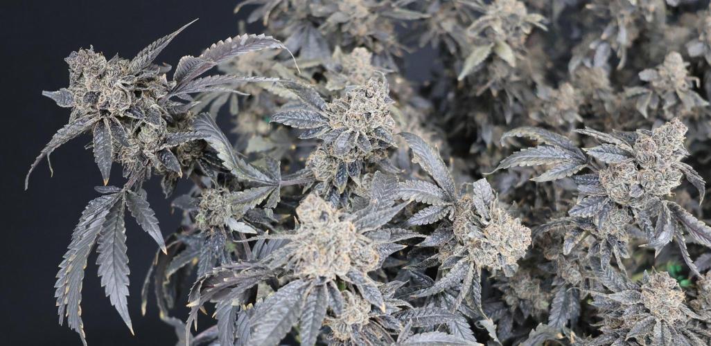 Menthol Runtz. Week 22