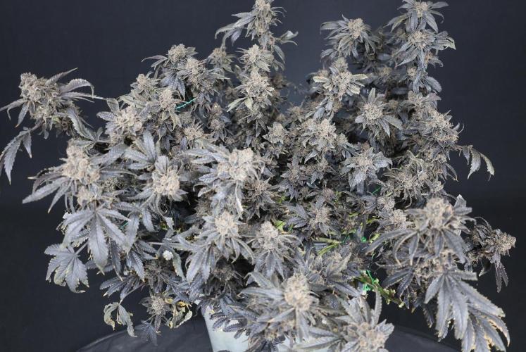 Menthol Runtz. Week 22