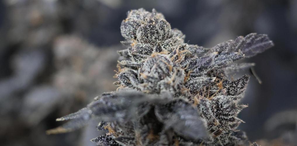 Menthol Runtz. Week 23