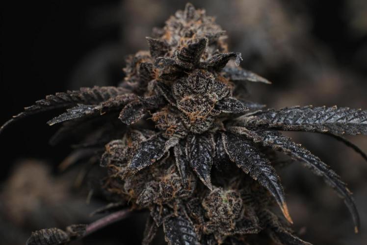 Menthol Runtz. Week 23