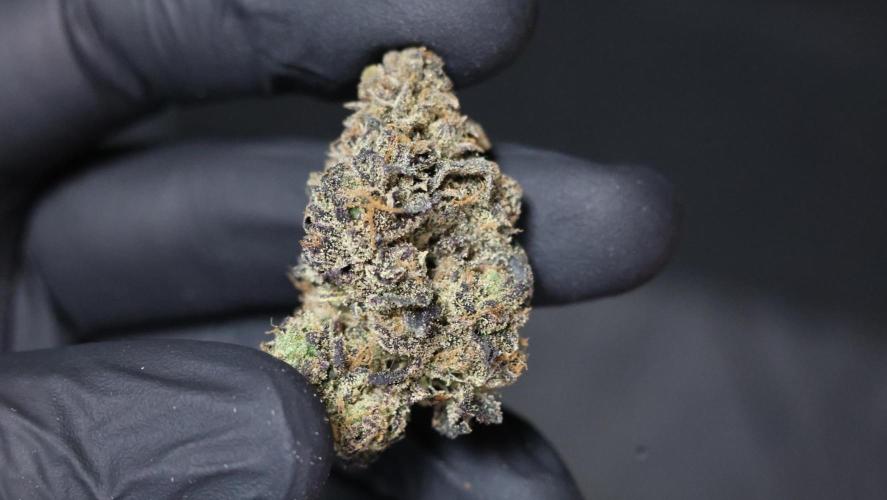 Menthol Runtz. Week 23