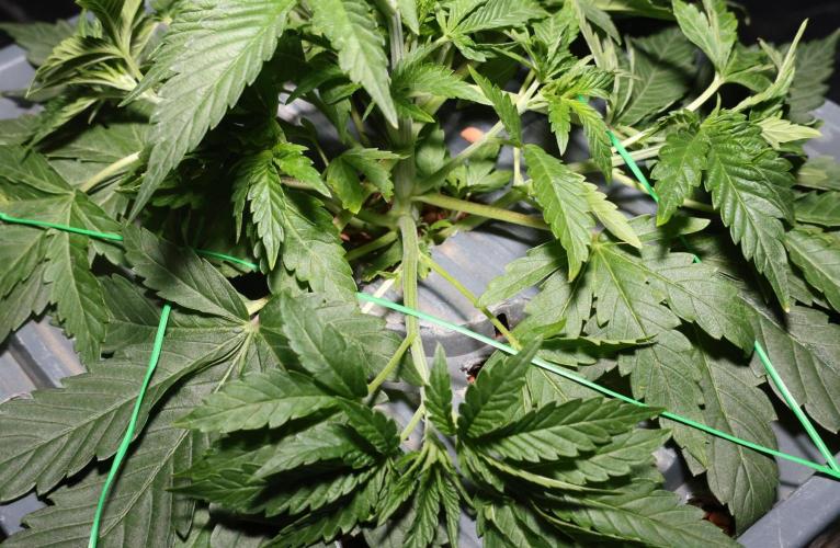 Menthol Runtz. Week 7