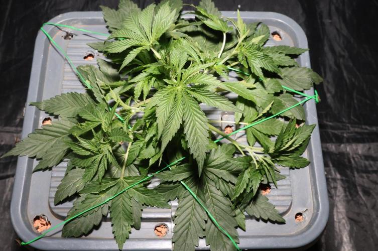 Menthol Runtz. Week 7