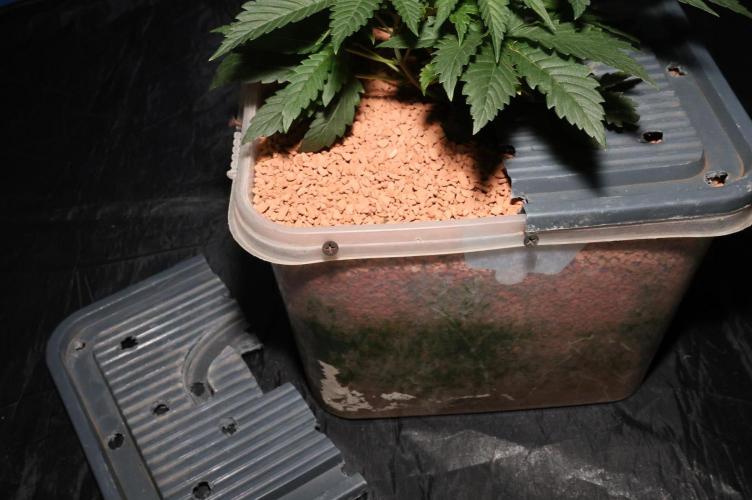 Menthol Runtz. Week 7