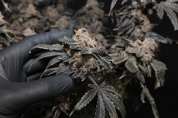 Menthol Runtz. Week 23