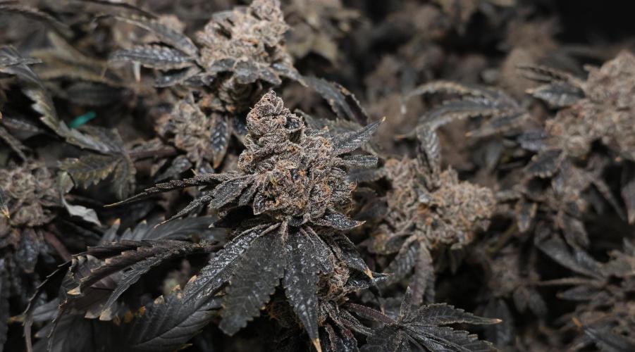 Menthol Runtz. Week 23