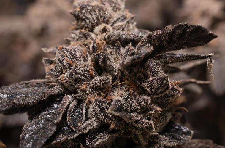Menthol Runtz. Week 23