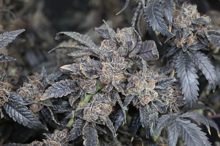 Menthol Runtz. Week 23