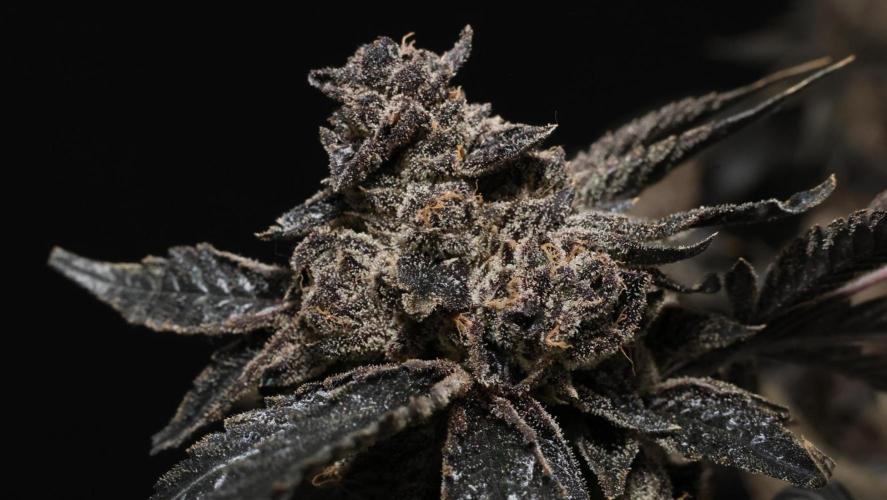 Menthol Runtz. Week 23