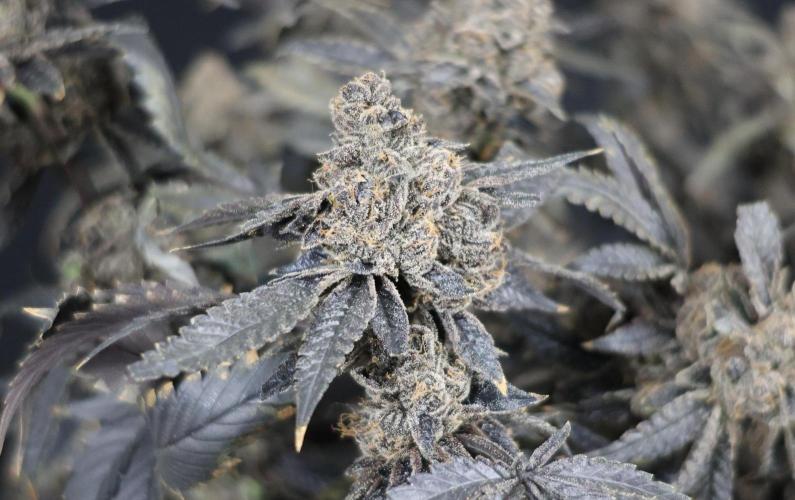 Menthol Runtz. Week 23