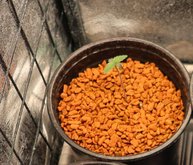 Diesel Fast F1 BX Regular. Week 1