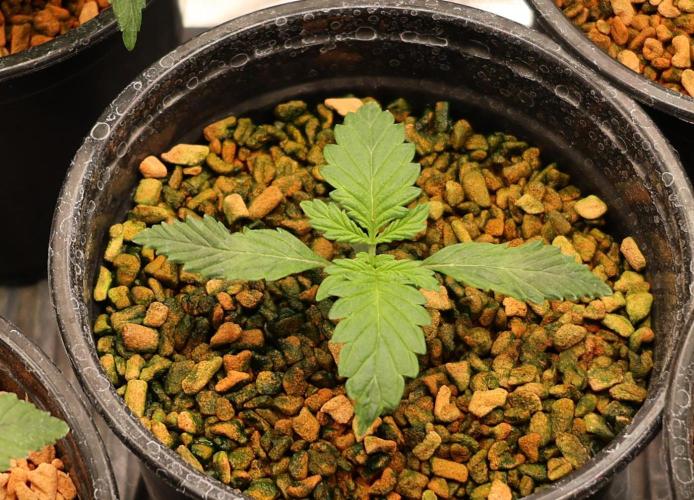 Diesel Fast F1 BX Regular. Week 2