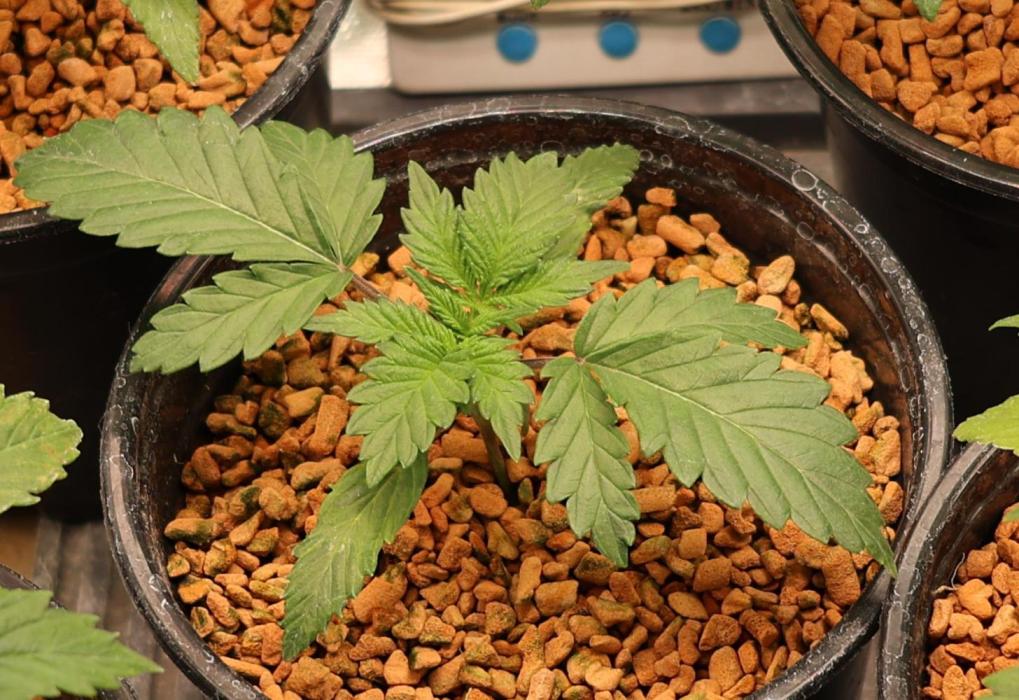 Diesel Fast F1 BX Regular. Week 3