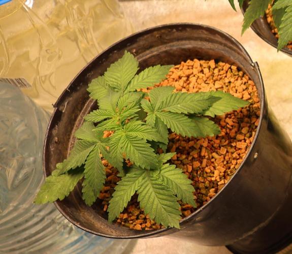 Diesel Fast F1 BX Regular. Week 4