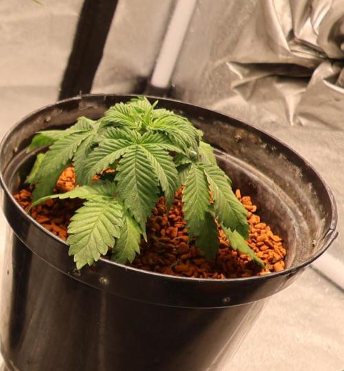 Diesel Fast F1 BX Regular. Week 5