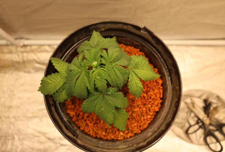 Diesel Fast F1 BX Regular. Week 5