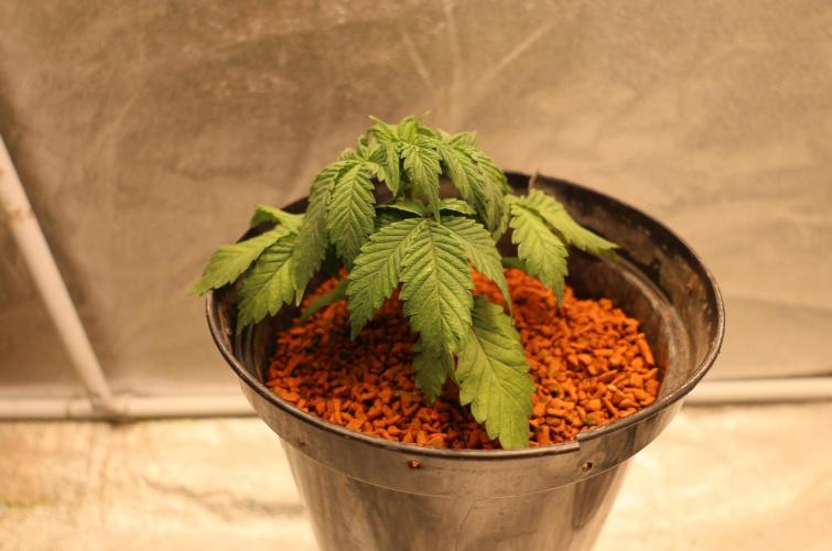 Diesel Fast F1 BX Regular. Week 5