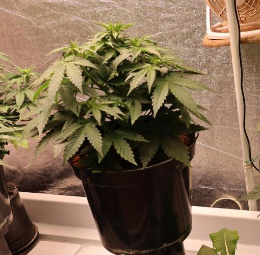 Diesel Fast F1 BX Regular. Week 6