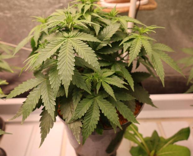 Diesel Fast F1 BX Regular. Week 6