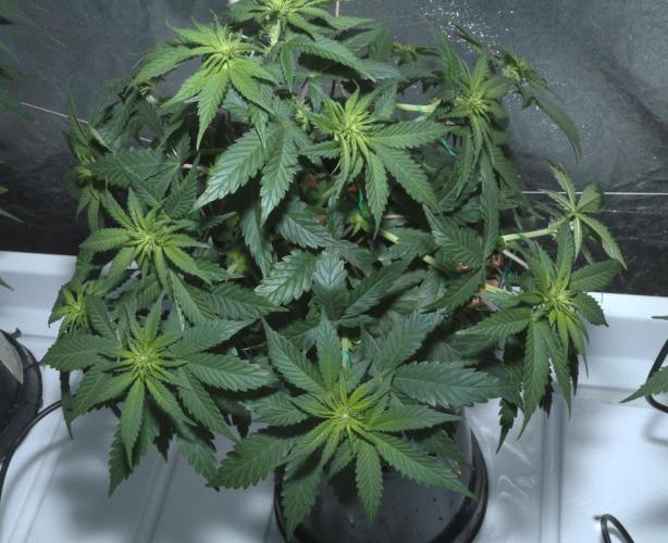 Diesel Fast F1 BX Regular. Week 7