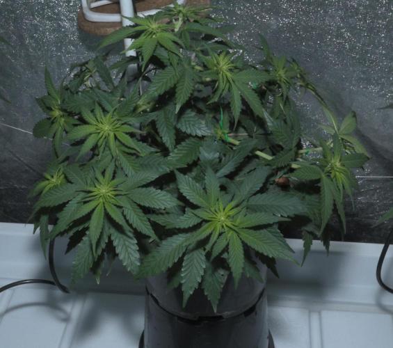 Diesel Fast F1 BX Regular. Week 7