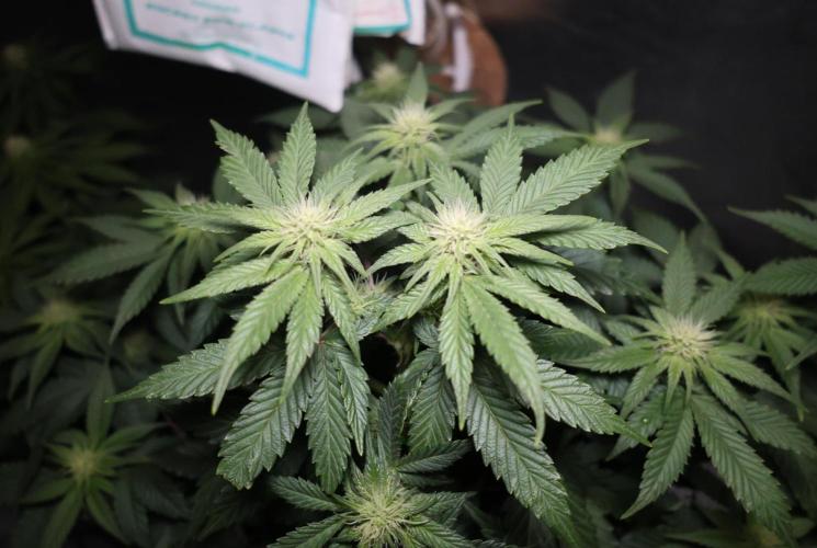 Diesel Fast F1 BX Regular. Week 8
