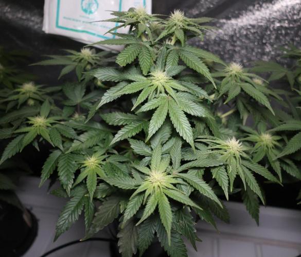 Diesel Fast F1 BX Regular. Week 8