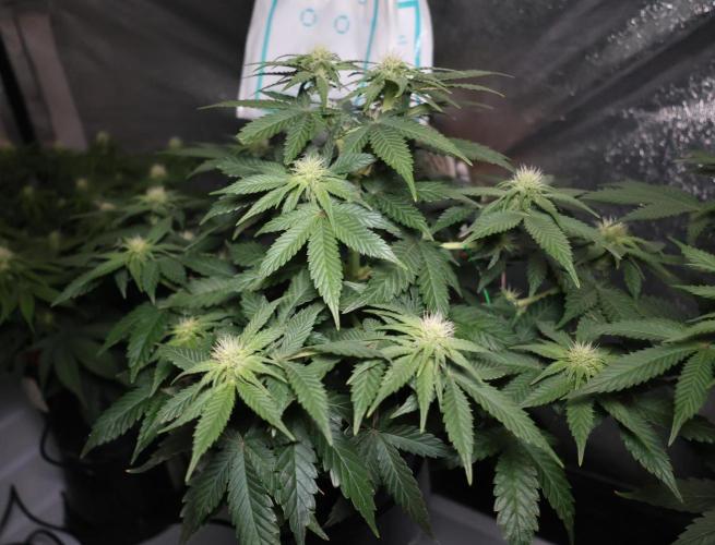 Diesel Fast F1 BX Regular. Week 8