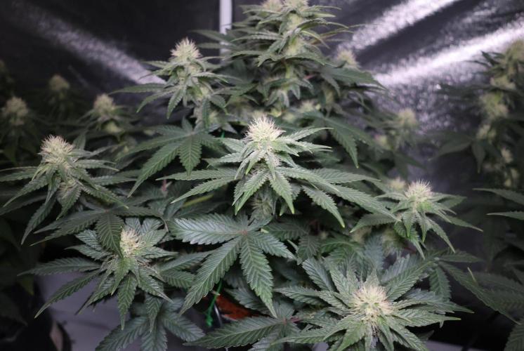 Diesel Fast F1 BX Regular. Week 9
