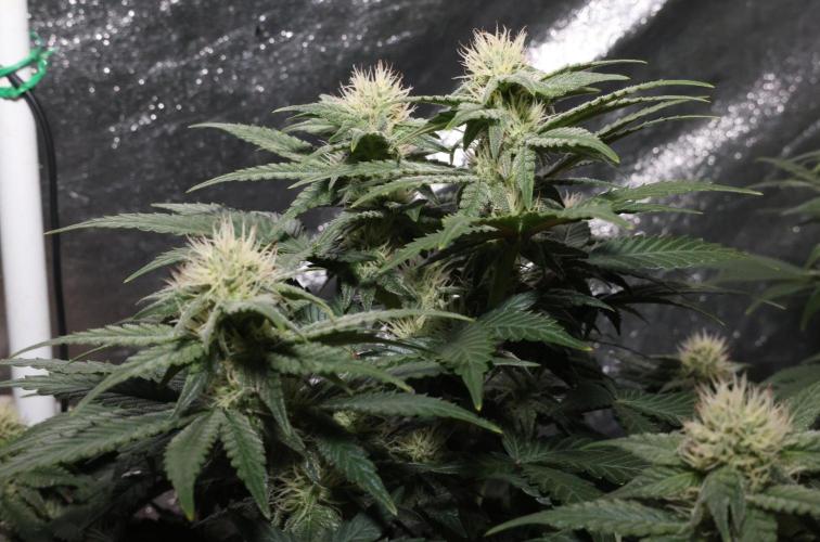 Diesel Fast F1 BX Regular. Week 9