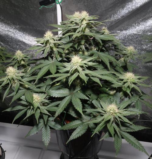 Diesel Fast F1 BX Regular. Week 9