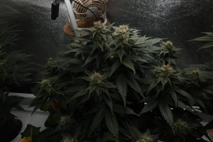 Diesel Fast F1 BX Regular. Week 10