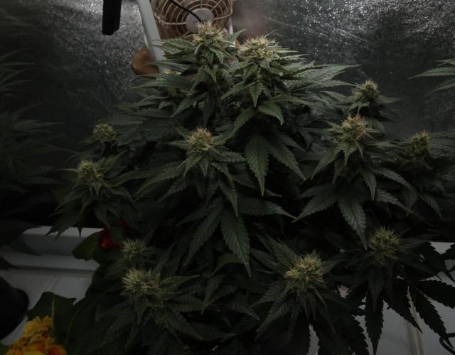 Diesel Fast F1 BX Regular. Week 10