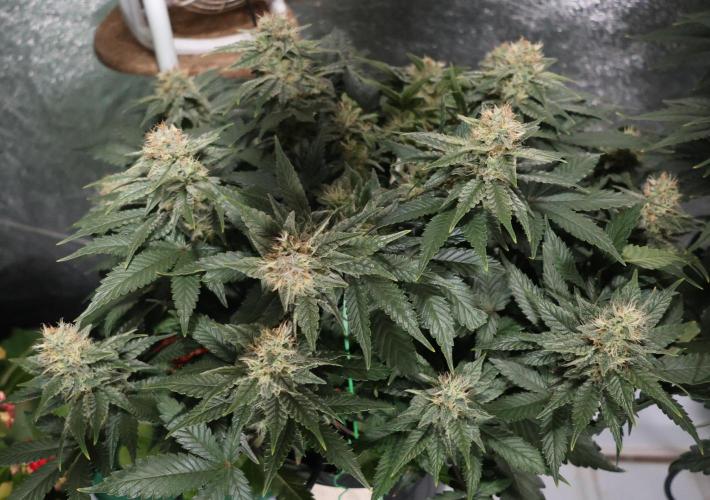 Diesel Fast F1 BX Regular. Week 11