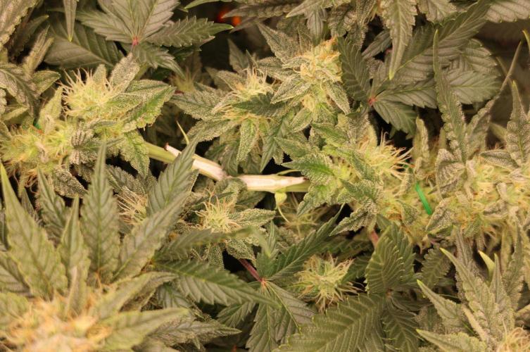 Diesel Fast F1 BX Regular. Week 11