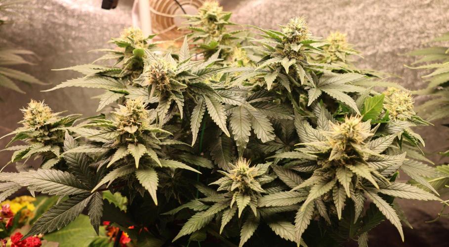 Diesel Fast F1 BX Regular. Week 11