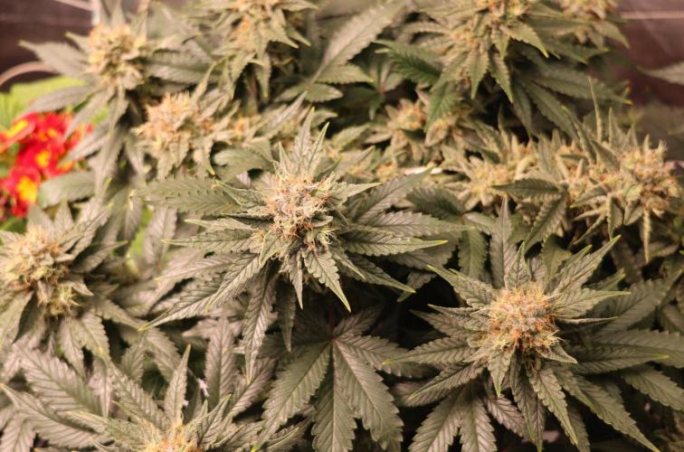 Diesel Fast F1 BX Regular. Week 12