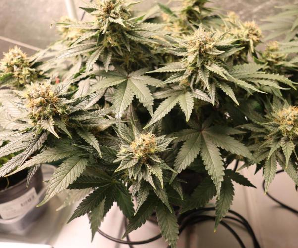 Diesel Fast F1 BX Regular. Week 12