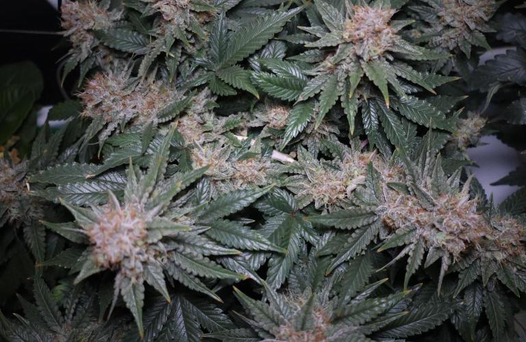 Diesel Fast F1 BX Regular. Week 13