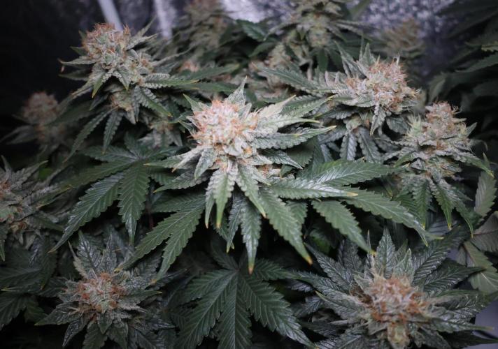 Diesel Fast F1 BX Regular. Week 13