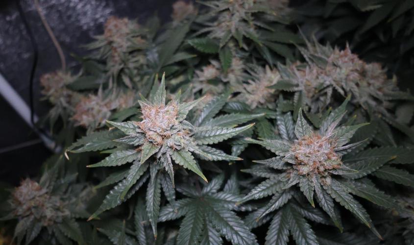 Diesel Fast F1 BX Regular. Week 13