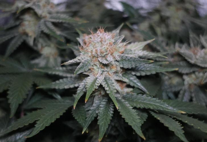 Diesel Fast F1 BX Regular. Week 13